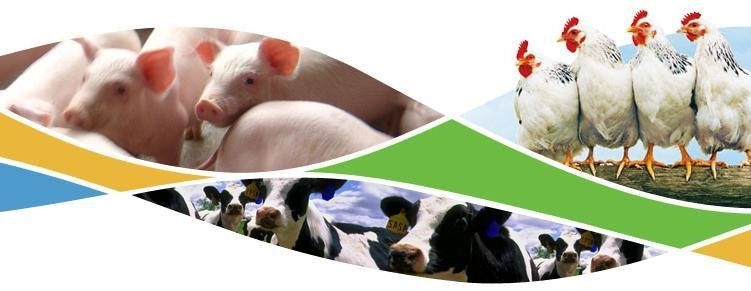 El ganado alimenta la nutrición